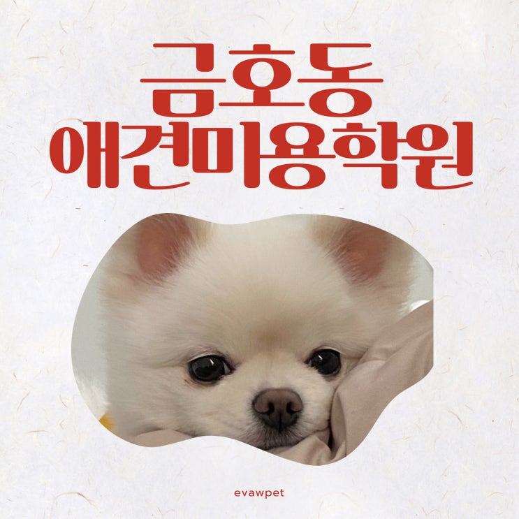  금호동애견미용학원 ｜ 강아지 훈련법, 위생미용, 펫푸드까지 과정 총정리