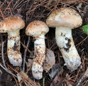  송이버섯 효능, '자연산 항암제'라 불리는 이유! (가장 맛있게 먹는 법)