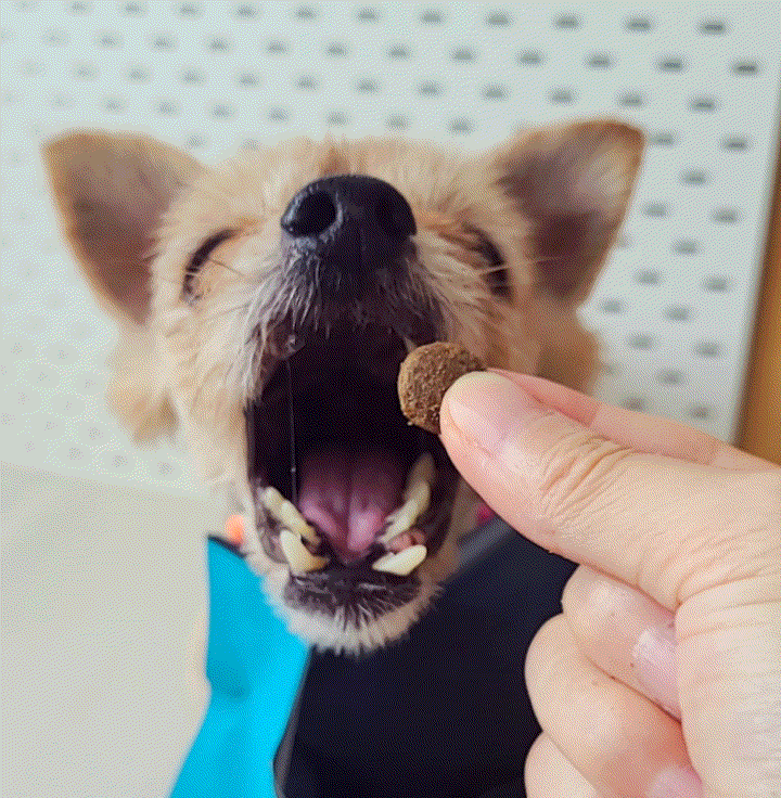  노령견사료 추천 기호성 좋은 그레인프리 강아지사료