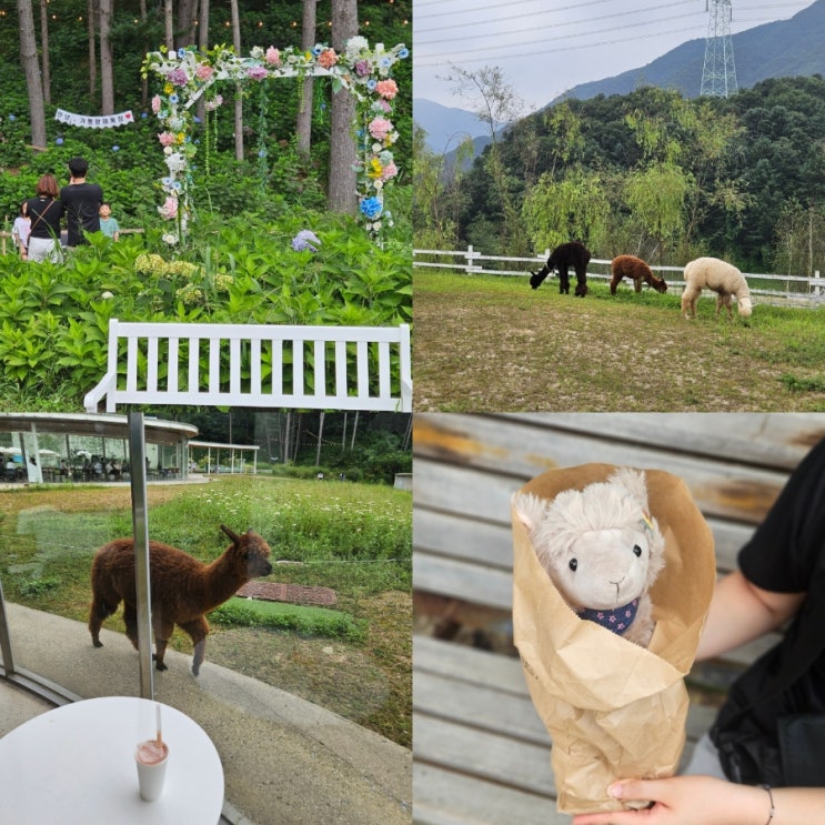  가평 양떼목장 서울근교 데이트 1박2일 가평여행