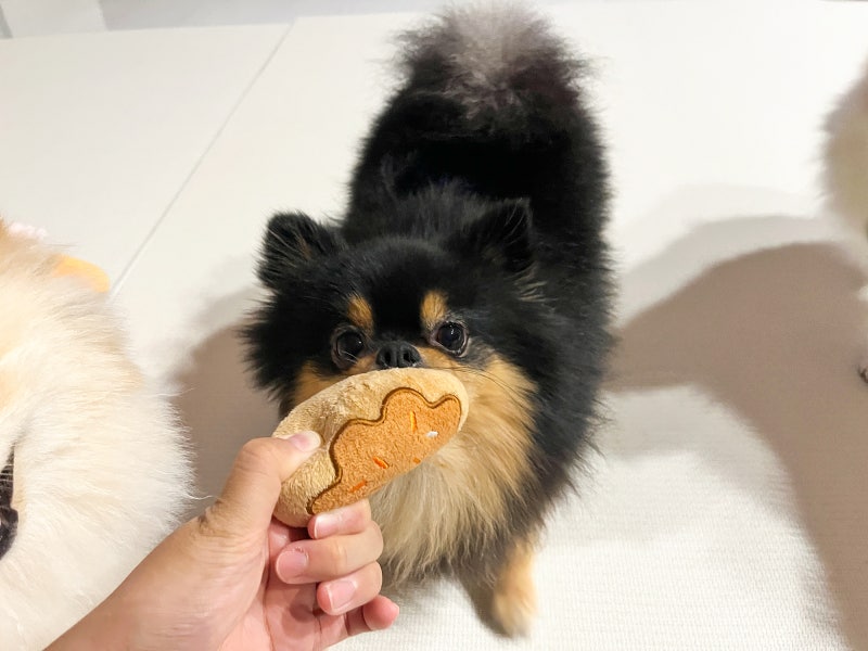 강아지 키우는 꿈 해몽 강아지가 새끼 낳는 꿈이나 입양하는 꿈