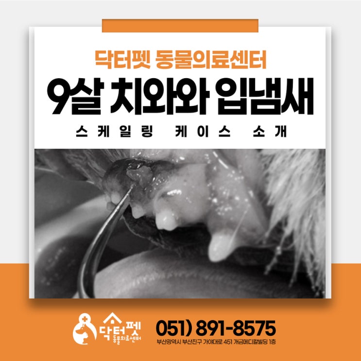  입냄새 심한 9살 치와와 부산 강아지 스케일링 동물병원