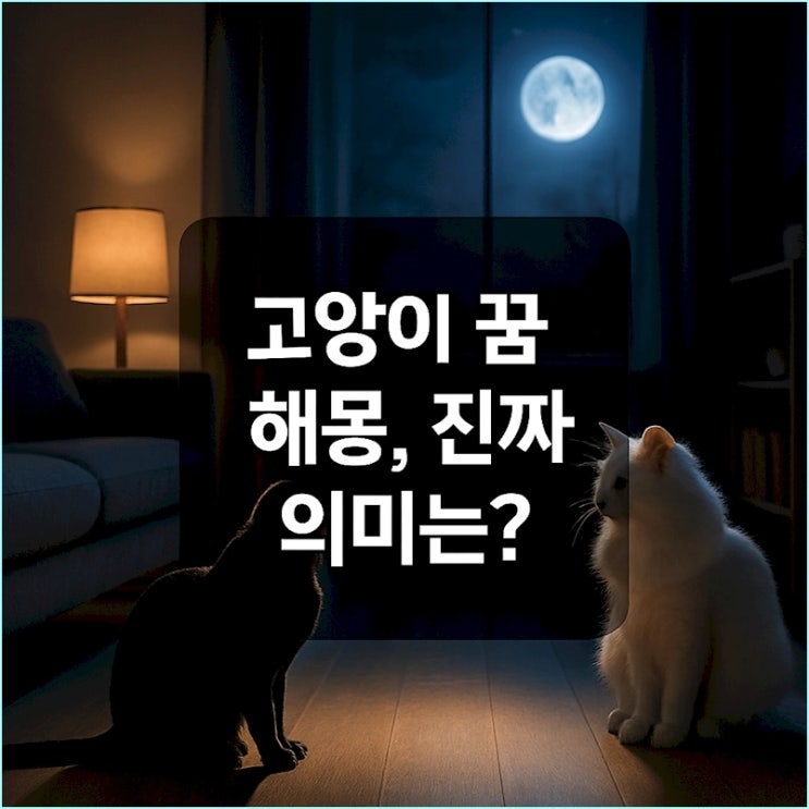  고양이 꿈 해몽: 흰 고양이는 길조? 검은 고양이는 정말 불길할까요?