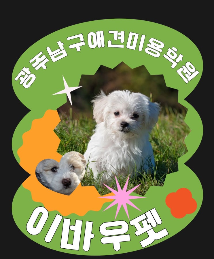  광주남구 애견미용학원 완벽 가이드, 이바우펫이 주목받는 이유