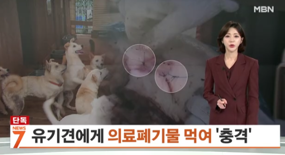  충격! 전북 연구소, 실험 돼지 사체를 유기견 먹이로 