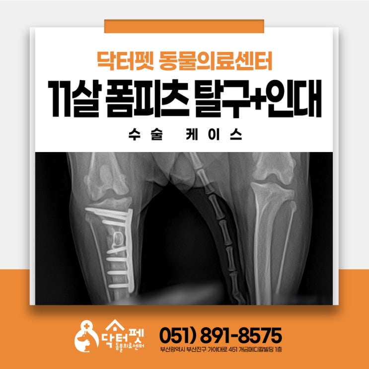  갑자기 다리를 들어요 11살 폼피츠 CTWO+슬개골탈구 부산 강아지 무릎수술