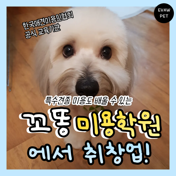  꼬똥미용학원 , 보기 드문 견종 미용 배우려면?!