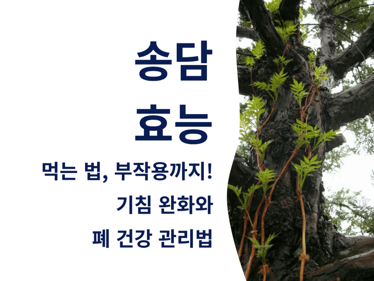  송담 효능부터 먹는 법, 부작용까지 한눈에! 기침 완화와 폐 건강 관리법
