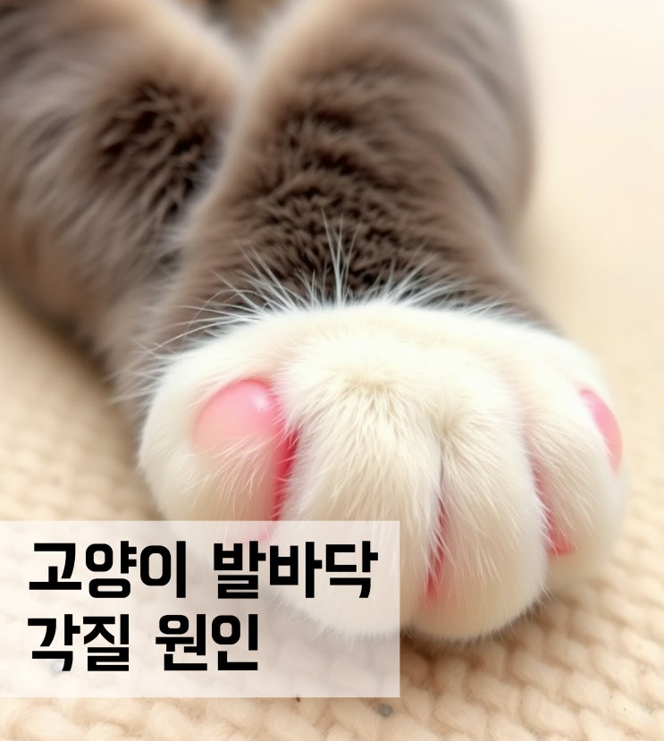  고양이 발바닥 각질 원인과 관리법