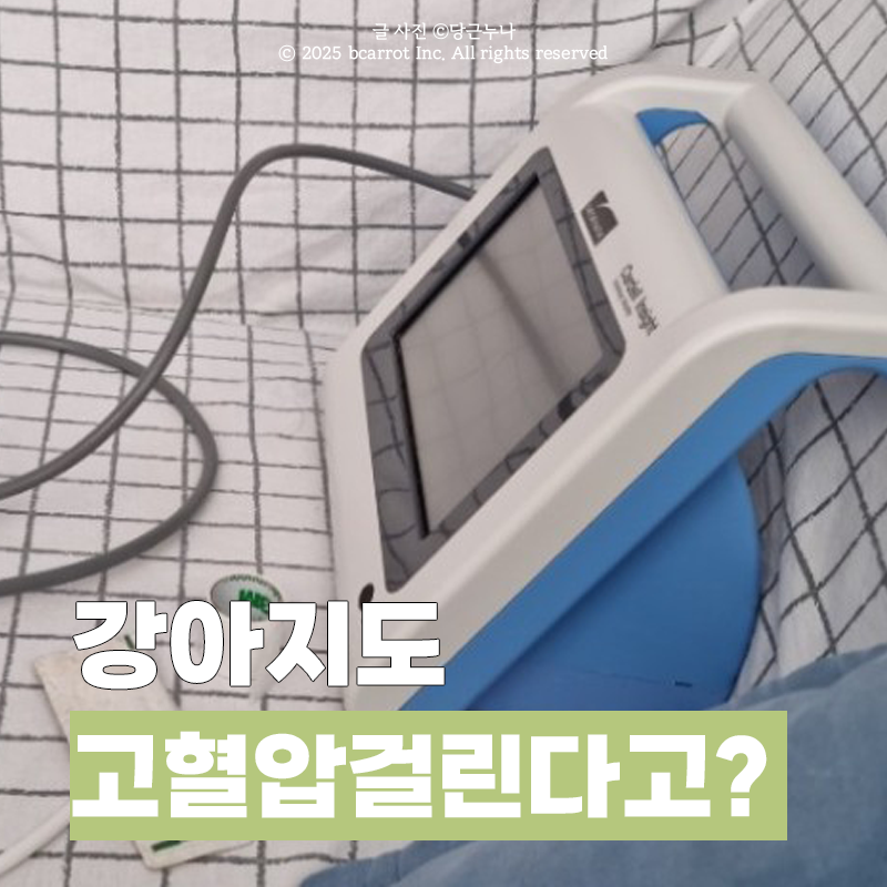 강아지 혈압 재는법 고혈압 정상수치는?