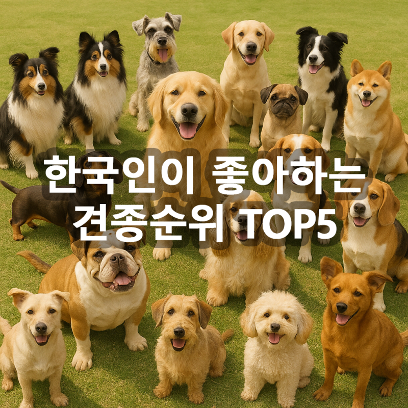 이선우훈련사의부산강아지방문훈련