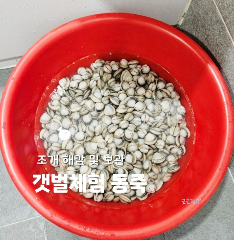 갯벌체험 조개 해감하는 법과 보관 및 요리