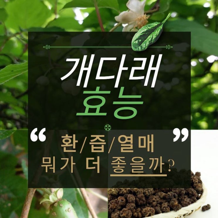  개다래 효능 환 즙 열매 먹는법!