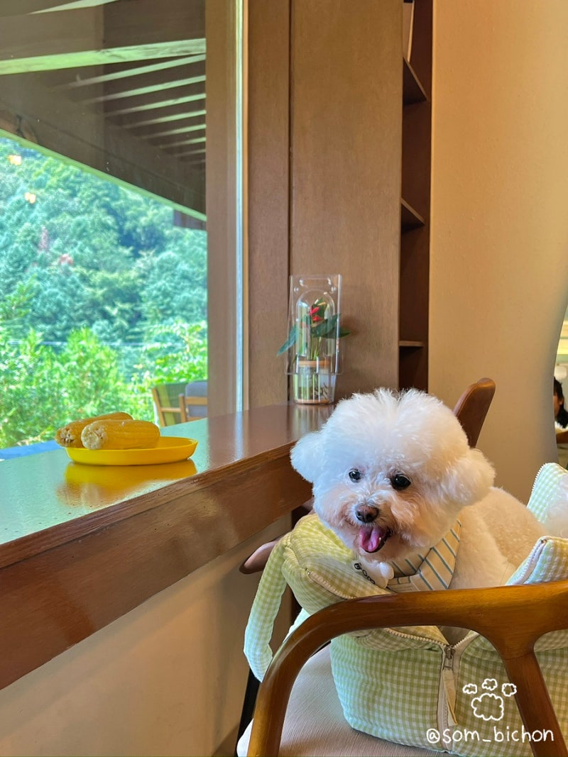 팔봉수피아 카페
