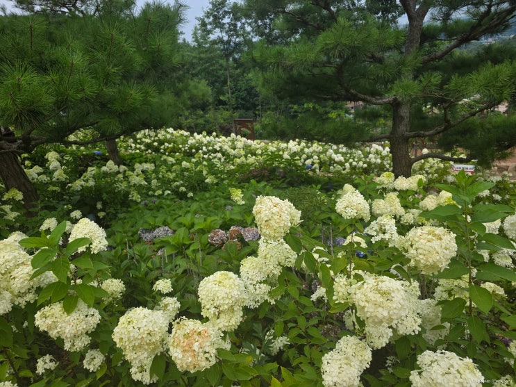  인천 강화도 교동 화개정원, 여름 수국이 가득한 국내 숨은 명소 (스탬프투어·연산군 유배지)