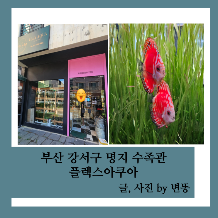  부산 아이랑 가볼만한곳, 부산 수족관 용품: 플렉스아쿠아 방문후기!