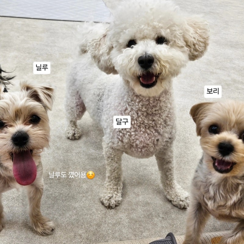 멍땅 강아지 유치원