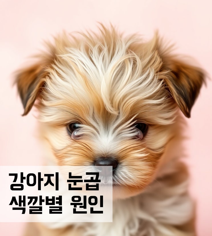  강아지 눈곱 색깔별 원인과 관리방법