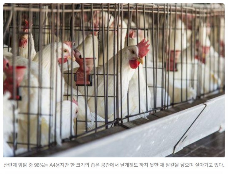  계란 난각번호 1번 4번 끝자리 비밀? 무항생제유정란 이유식추천 가성비 가격