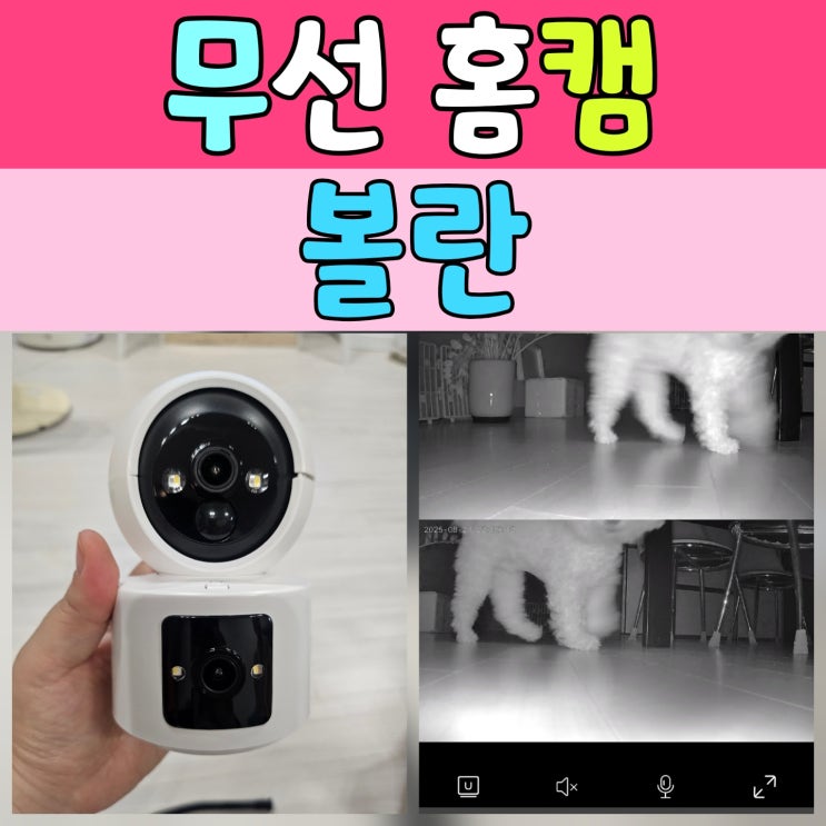  무선 홈캠, 볼란 써보니 강아지 홈캠 으로 최고였어요!