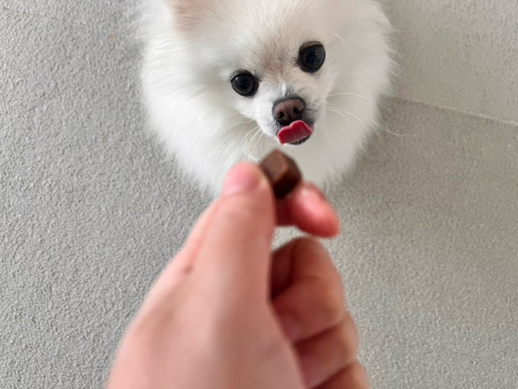  강아지 영양제, 몇 살부터 먹이면 좋을까?