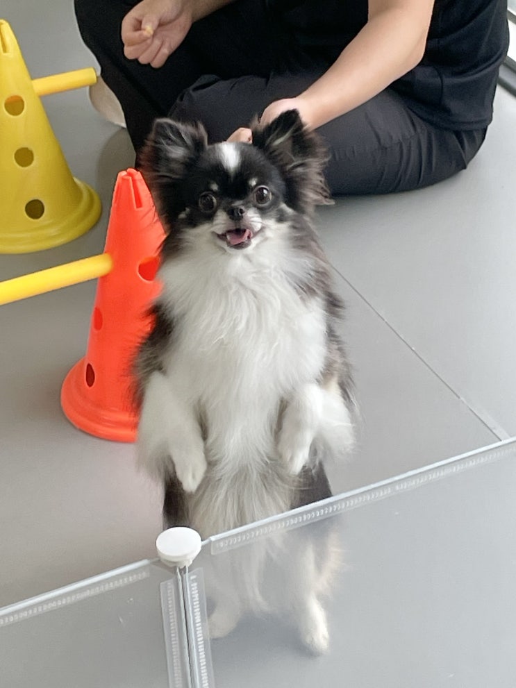  [청주/영운동] 강아지 전문가가 케어하는 멍문대 내돈내산