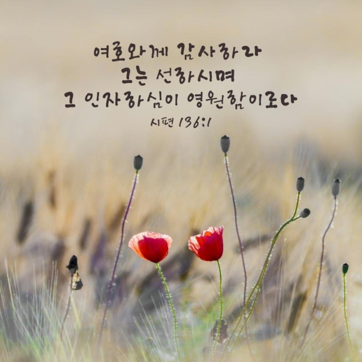  시편 136편 1절-26절 말씀 묵상/그 인자하심이 영원하도다-매일성경큐티 8월 31일