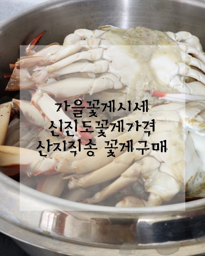 가을꽃게시세 체크! 신진도꽃게가격과 산지직송 꽃게구매 솔직 리뷰
