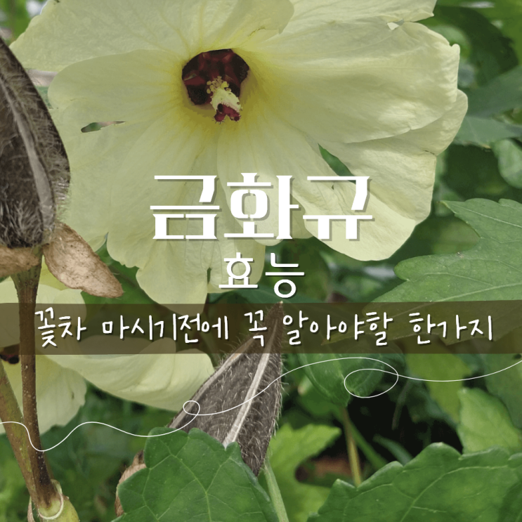  금화규꽃차 효능? 꽃 대신 잎차