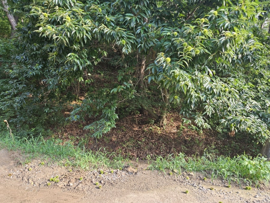 카페로즈 사진 4