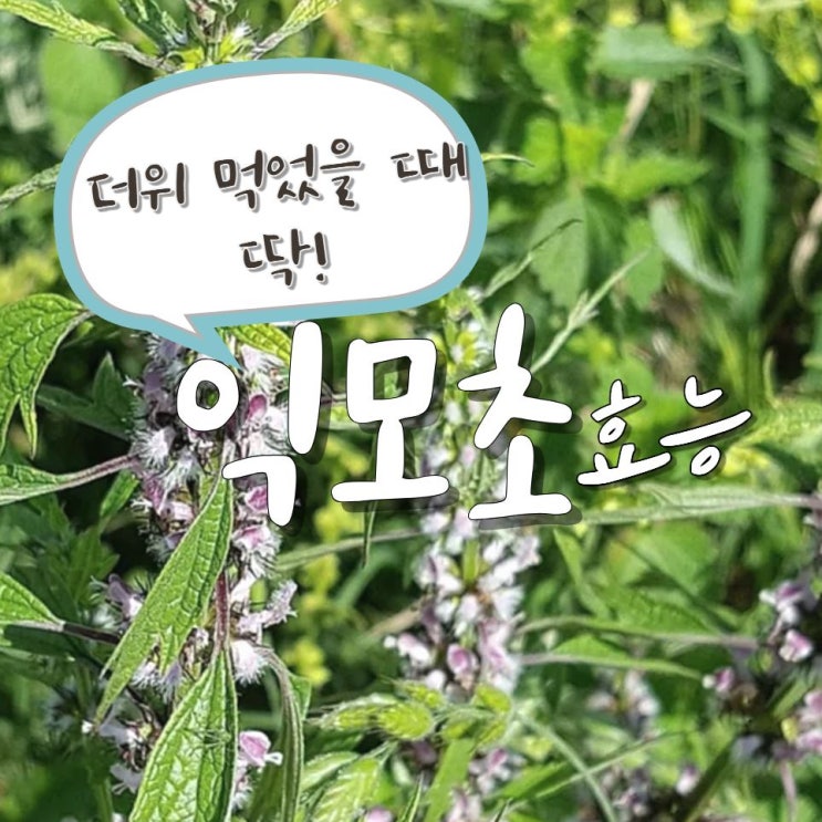  익모초효능 확인! 더위 먹은 날 이 한 잔이면 OK
