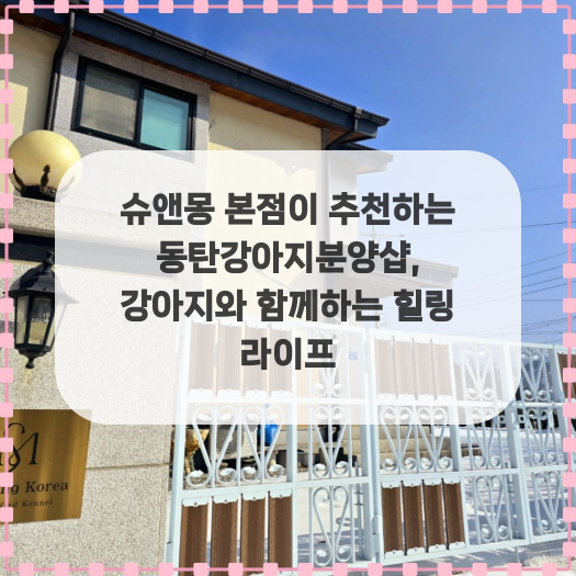  슈앤몽 본점이 추천하는 동탄강아지분양샵, 강아지와 함께하는 힐링 라이프