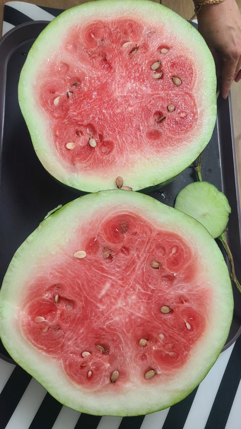 푸랭이 무등산 수박 가을 수박 지오푸드