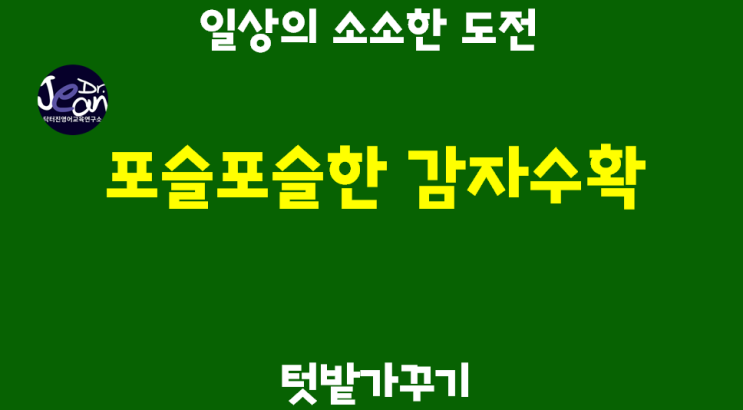 일상의 소소한 도전_ 텃밭가꾸기_포슬포슬 감자 수확