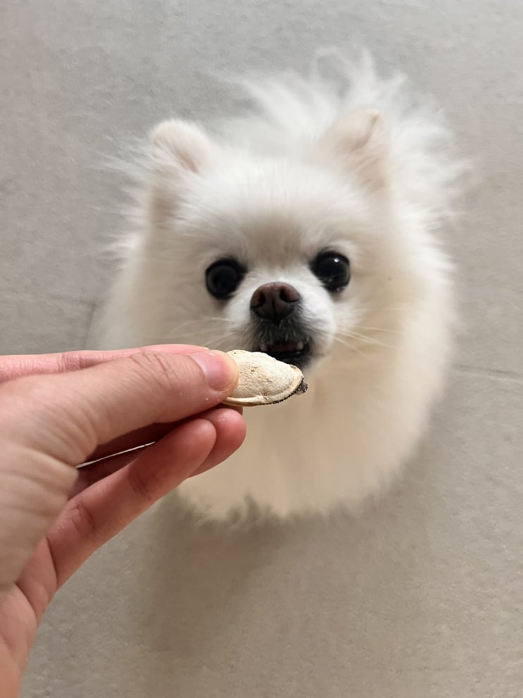  초록입홍합, 강아지에게 어디에 좋을까?