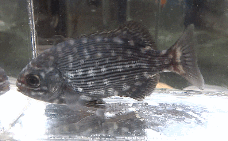 Kyphosus cinerascens (juvenile) テンジクイサキ  (무늬갈돔)