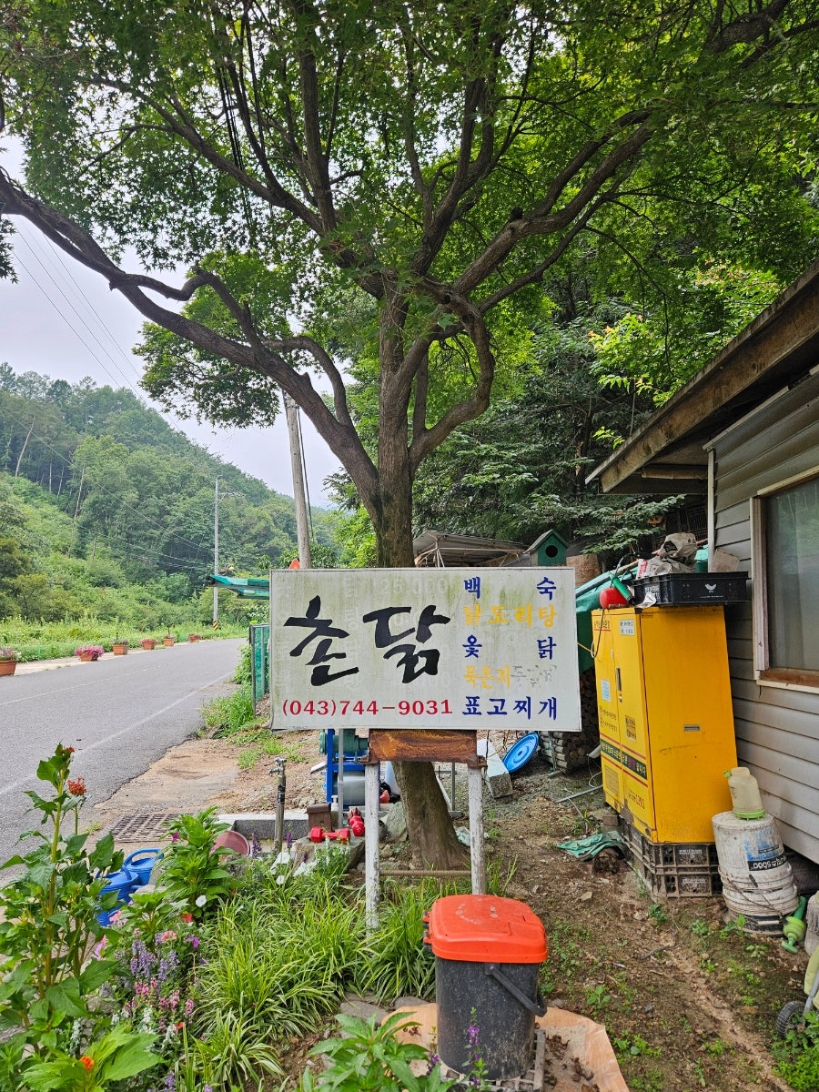 촌닭 사진 2