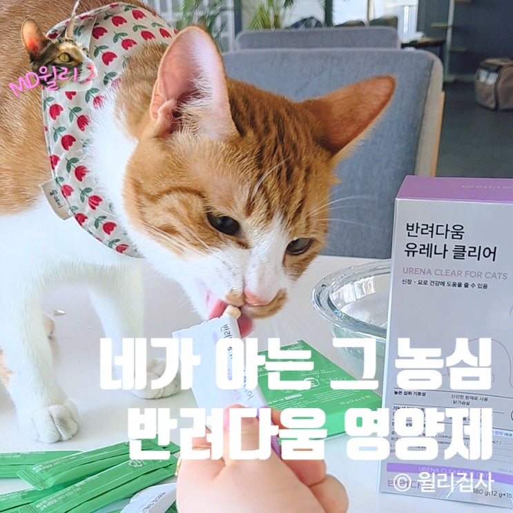  농심 반려다움 고양이 신장영양제 유레나 클리어