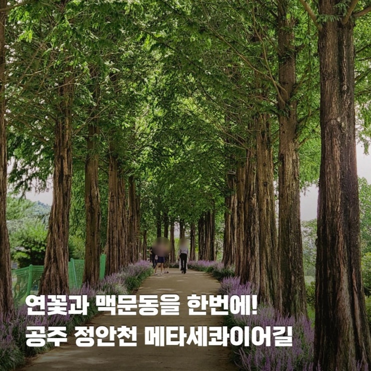  충남 공주 9월 가볼만한곳 정안천 메타세콰이어길 맥문동