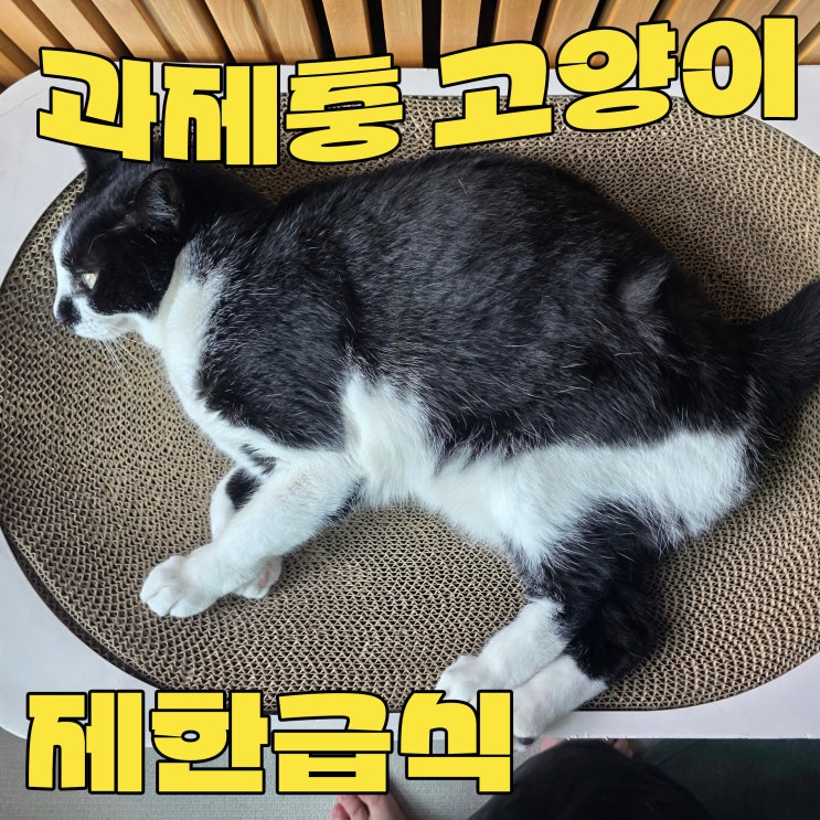  고양이 사료 하루에 몇번? 과체중과 저체중이 함께하는 반려가구 제한급식 스케줄