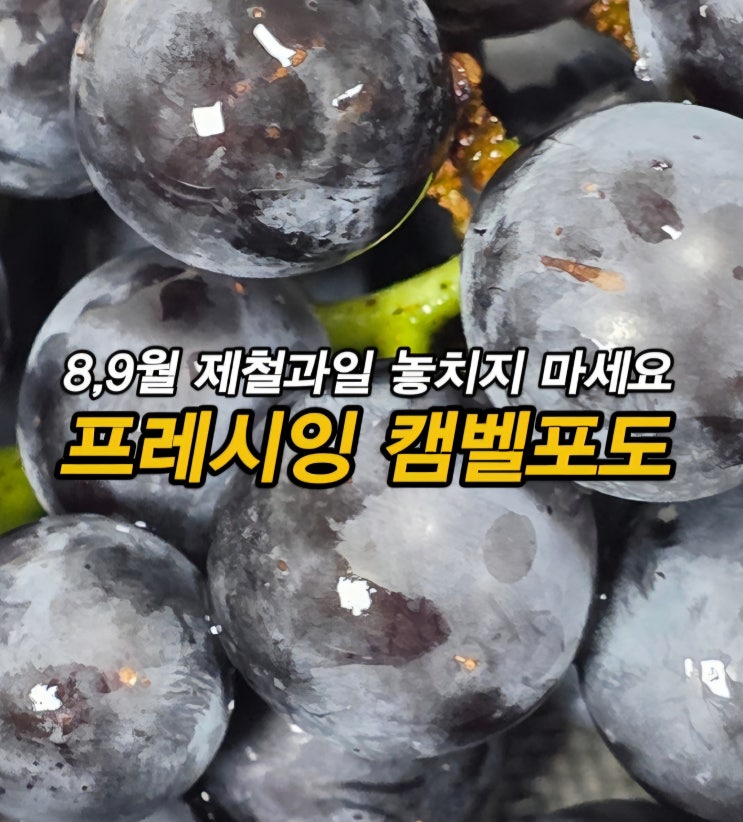  당도 높은 8월 제철과일 추천 프레시잉 산지직송 국내산 캠벨포도 택배 배송