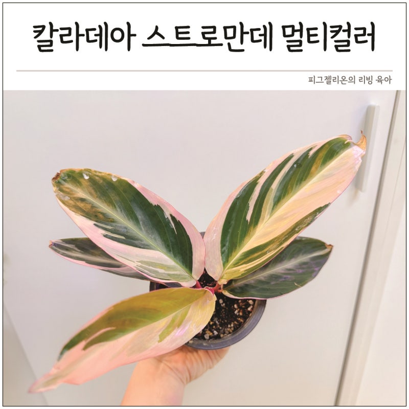 칼라데아 스트로만데 멀티컬러 키우기 분갈이 번식방법