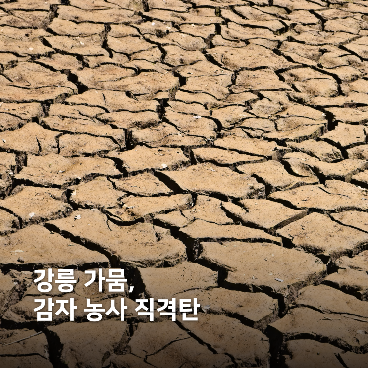 <b>강릉 가뭄</b> 48년 만의 최악 사태, 강원도 감자 <b>피해</b> 알아보기