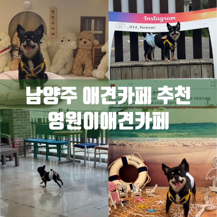  경기 남양주 애견카페 추천 | 영원이 애견카페 방문 후기