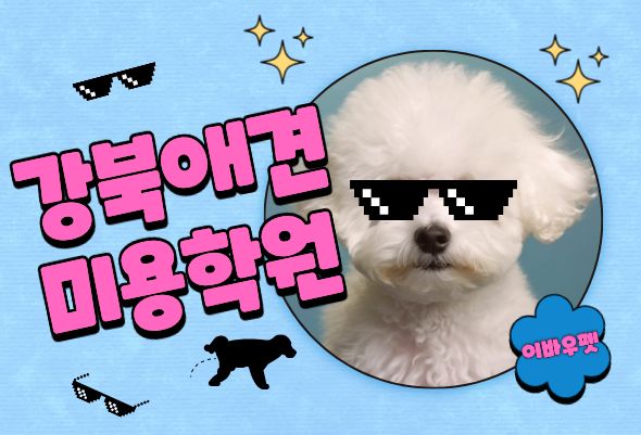  강북애견미용학원｜왜 이바우펫이 더 주목받을까?