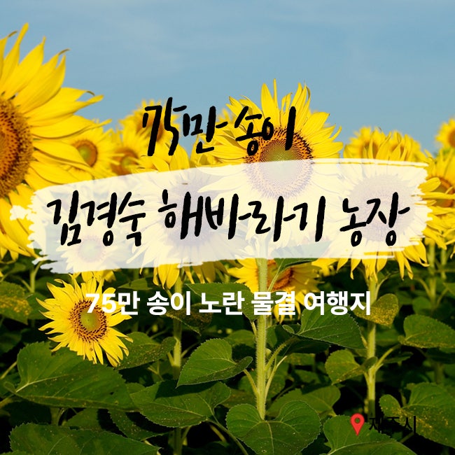 제주 김경숙 해바라기 농장 75만 송이 노란 물결 여행지