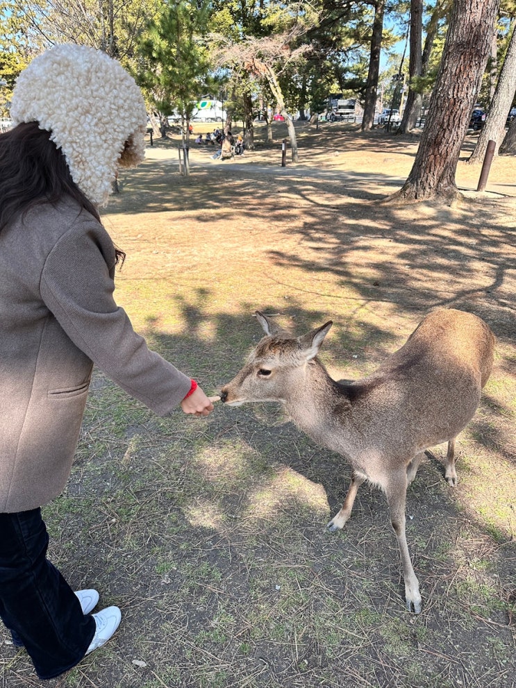  일본 나라여행 사슴공원 가는법 교통패스 자유여행 일일투어까지 완벽정리!