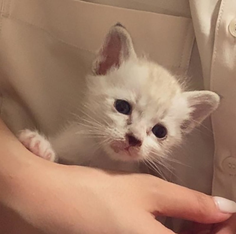 길고양이 새끼 독립 시기 아기 고양이 입양 준비