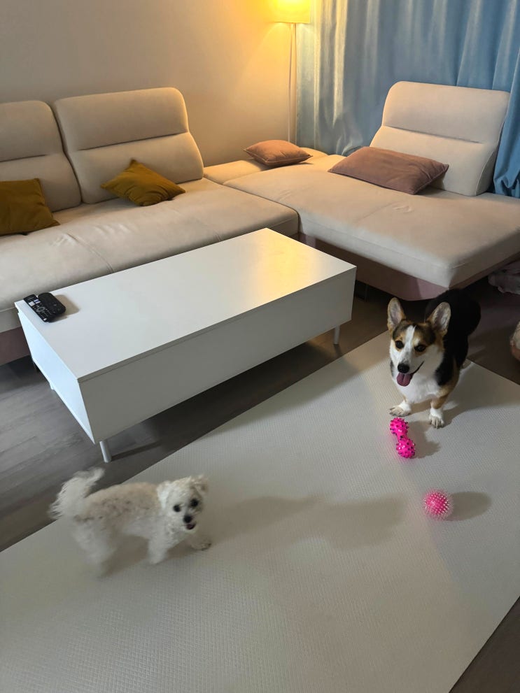  강아지 매트는 휘슬펫이 정답! 강아지 관절 건강과 인테리어를 동시에 잡는방법