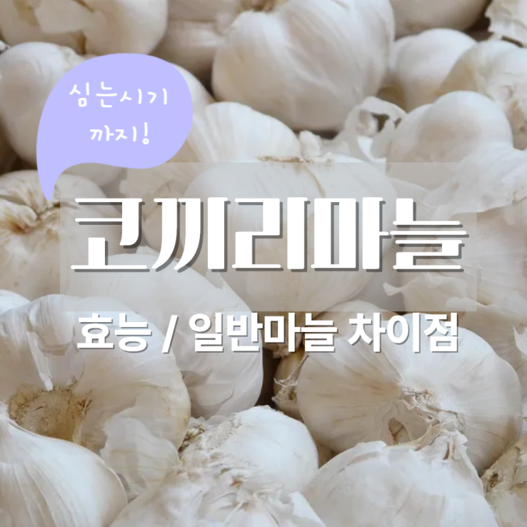 코끼리마늘효능 일반 마늘 차이? 심는시기